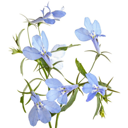 Laguna® Royale Azure Lobelia (erinus) | Proven Winners® New Variety 2026