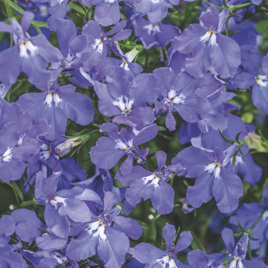 Laguna® Dark Blue Lobelia (Lobelia erinus)