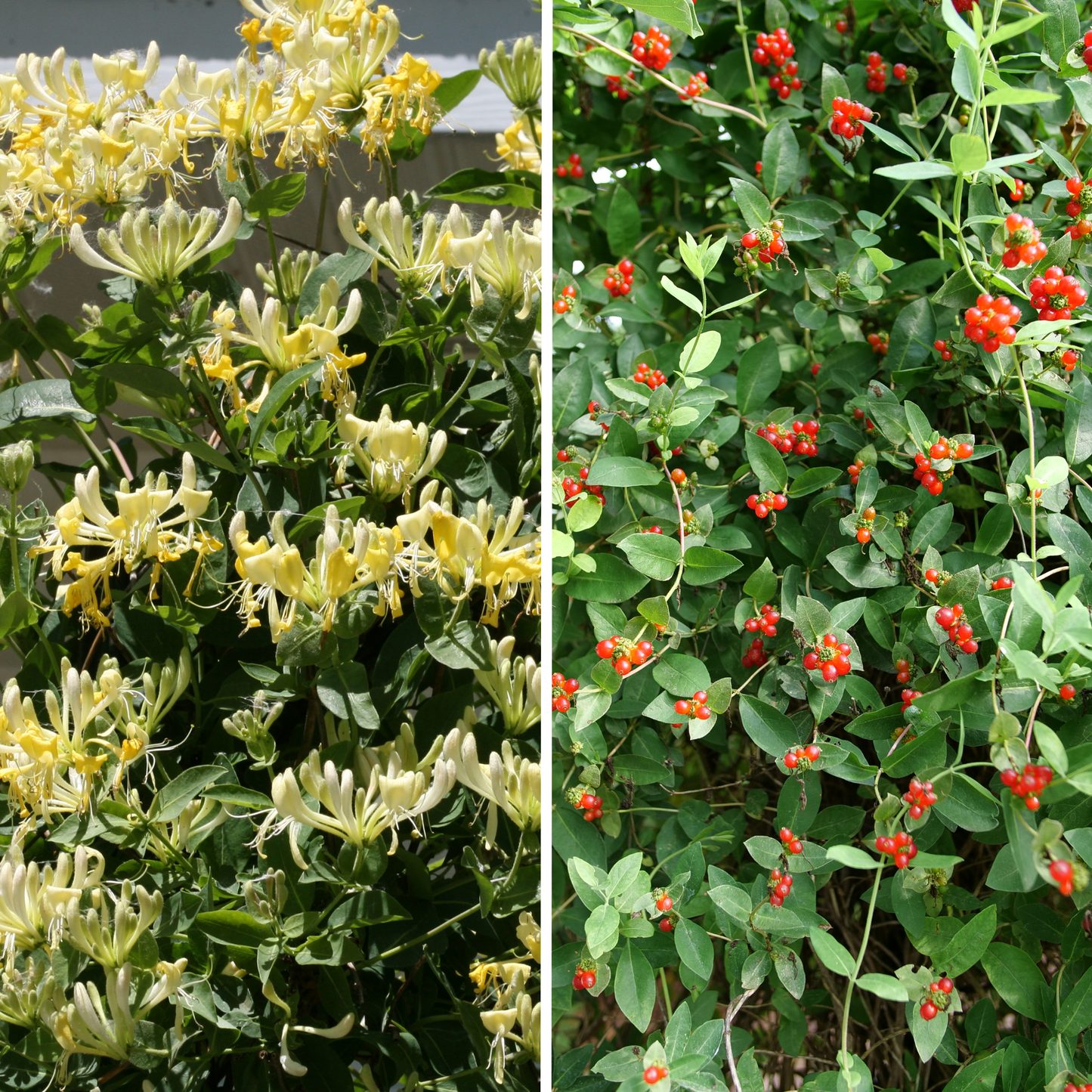 'Scentsation' Honeysuckle (Lonicera periclymenum)