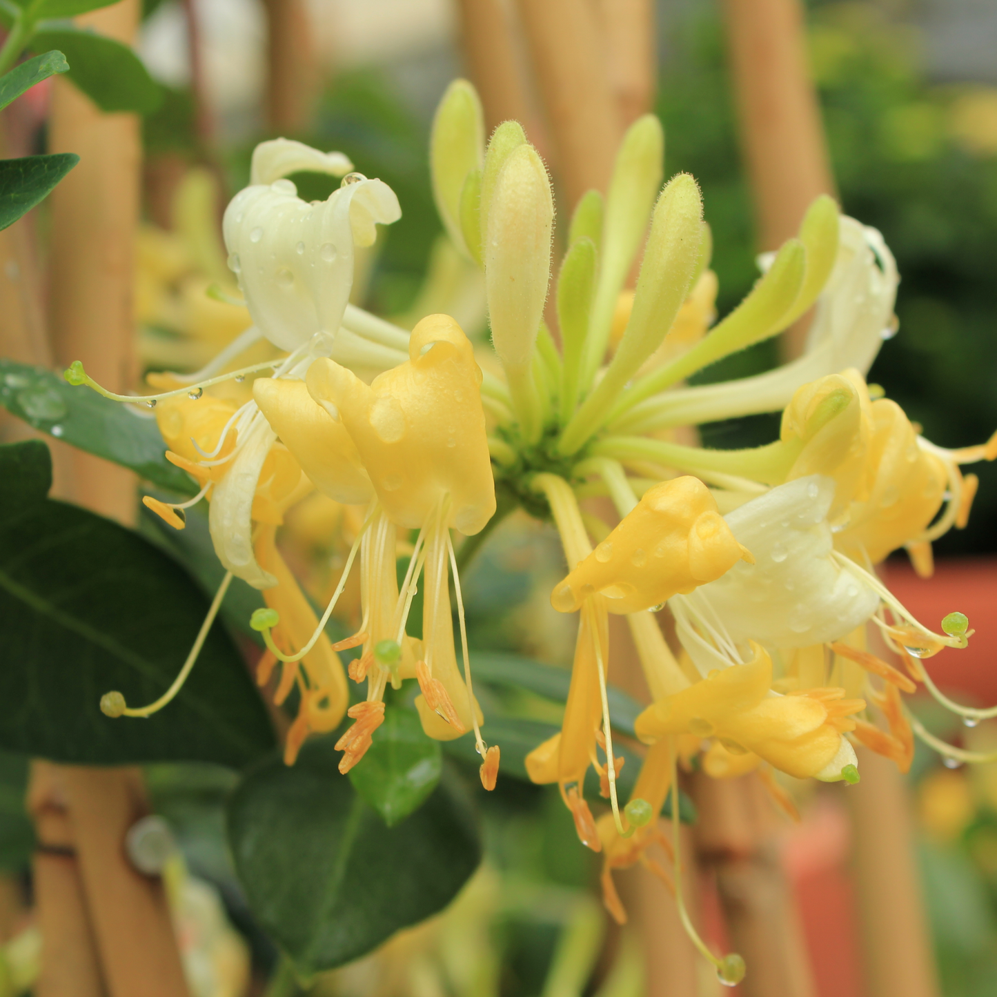 'Scentsation' Honeysuckle (Lonicera periclymenum)