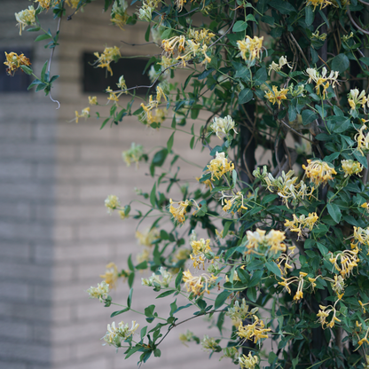 'Scentsation' Honeysuckle (Lonicera periclymenum)