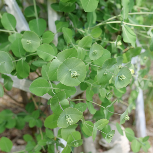 Kintzley's Ghost® Honeysuckle (Lonicera reticulata)