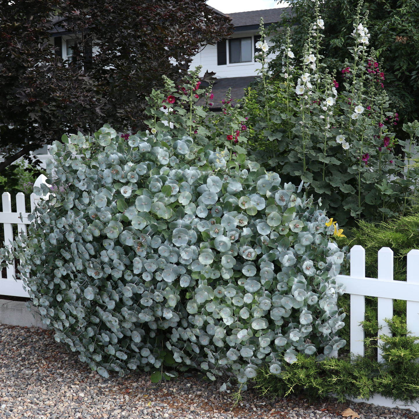 Kintzley's Ghost® Honeysuckle (Lonicera reticulata)
