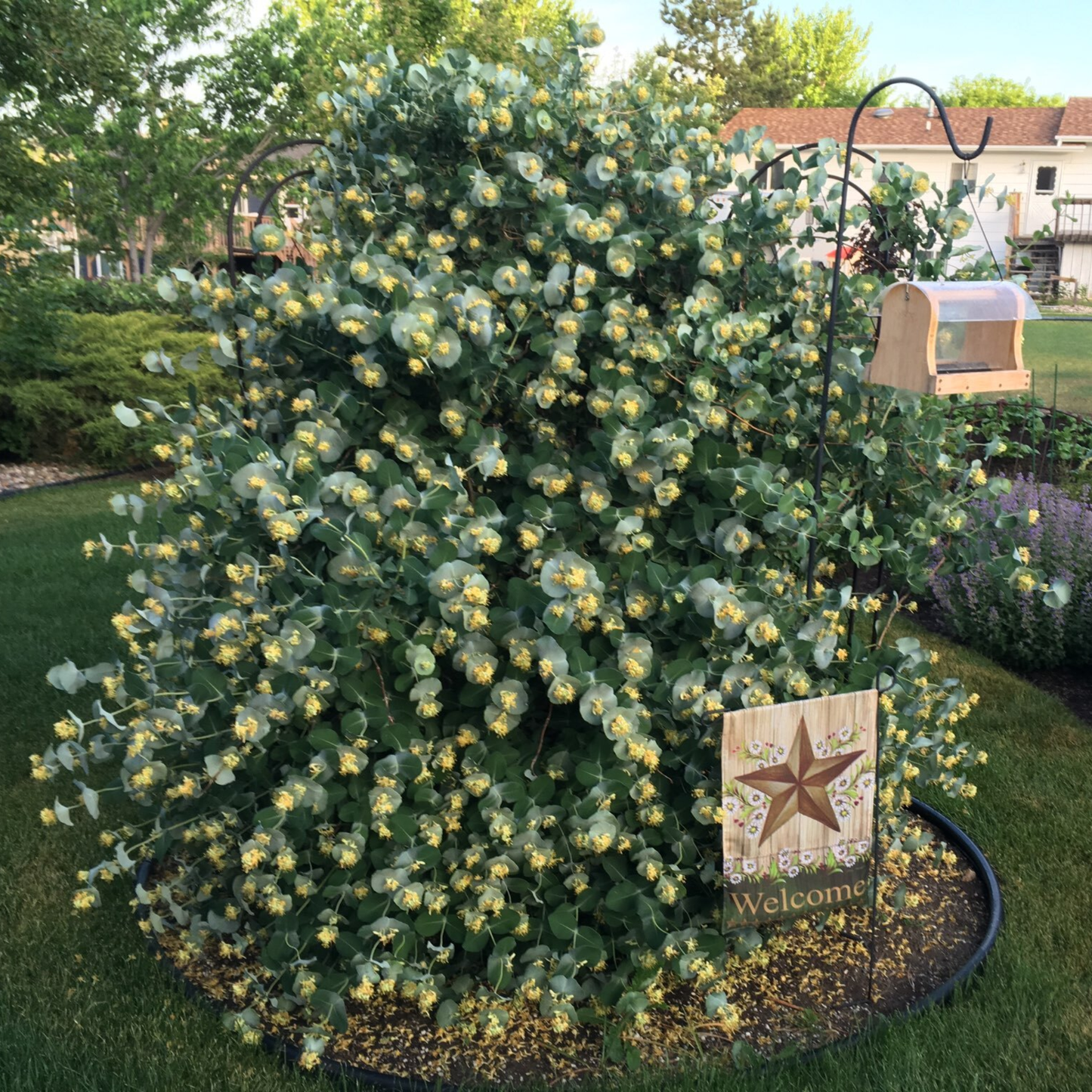 Kintzley's Ghost® Honeysuckle (Lonicera reticulata)