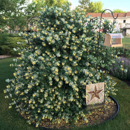 Kintzley's Ghost® Honeysuckle (Lonicera reticulata)