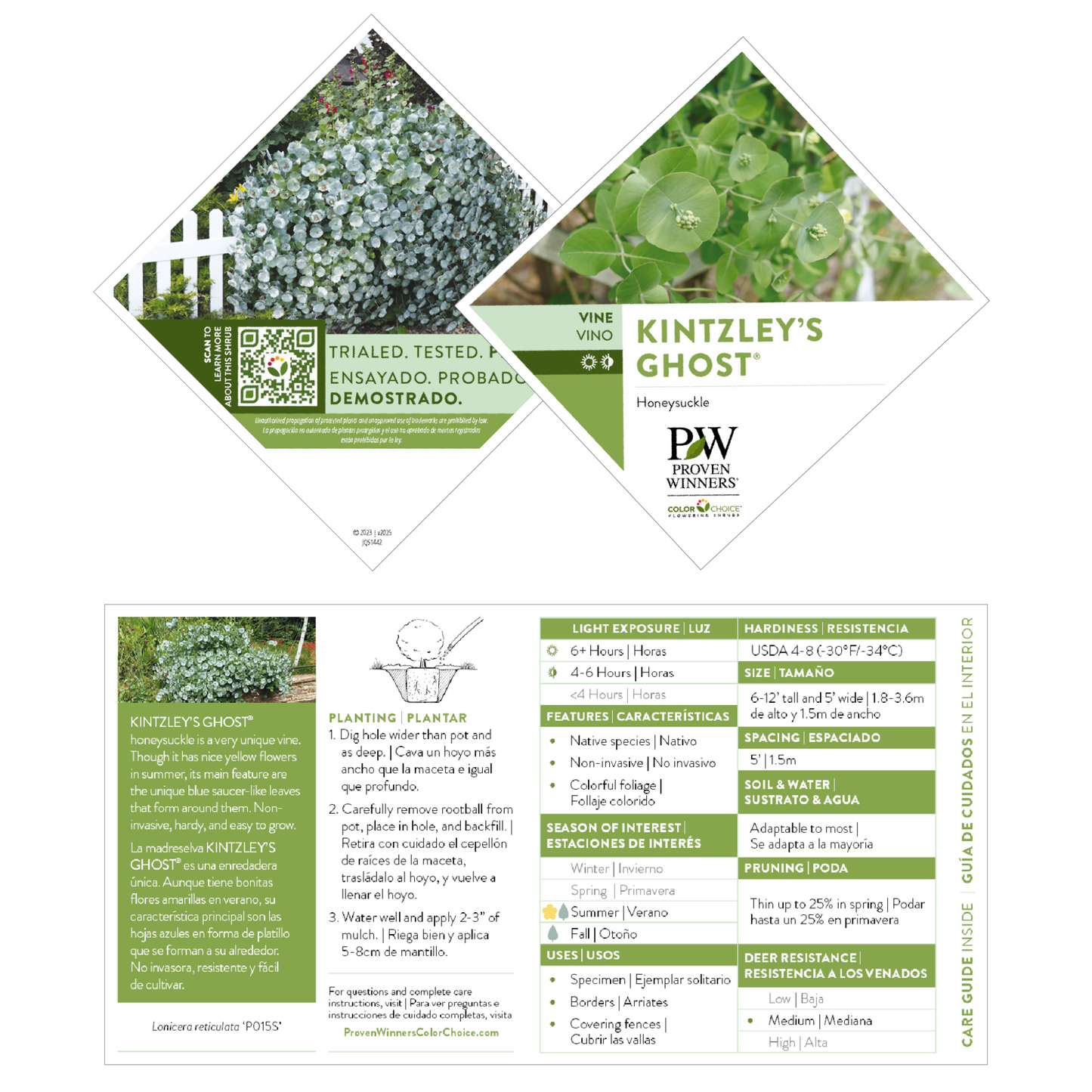 Kintzley's Ghost® Honeysuckle (Lonicera reticulata)