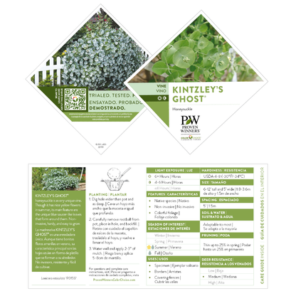 Kintzley's Ghost® Honeysuckle (Lonicera reticulata)