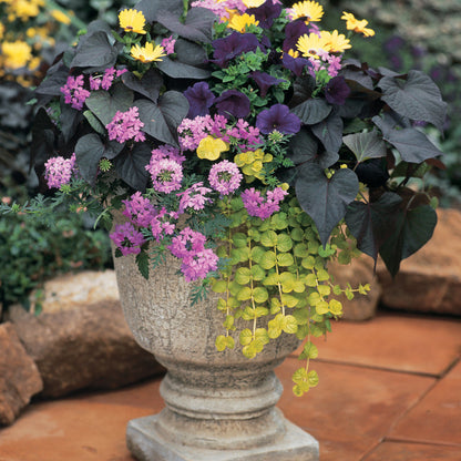 Goldilocks Creeping Jenny in use.