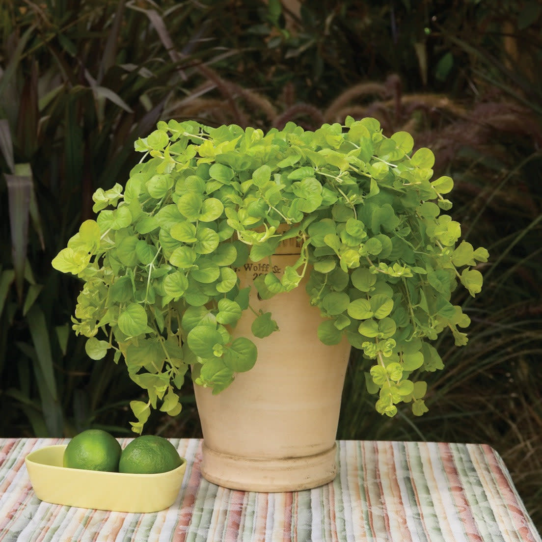 Goldilocks Creeping Jenny in use.