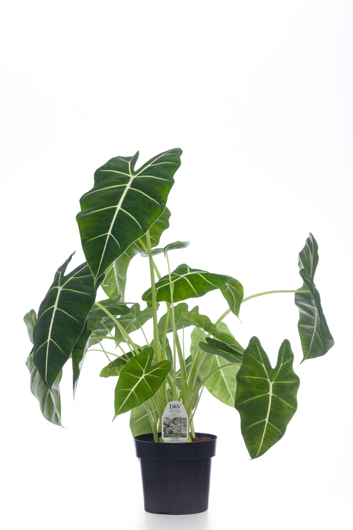 Mythic™ Elephant Ears Frydek Hybrid (Alocasia)