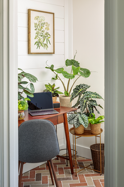 Mythic® Silver Dragon Jewel Alocasia (Alocasia baginda)