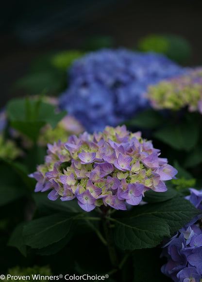 Let's Dance® Rhythmic Blue® Reblooming Hydrangea (Macrophylla)