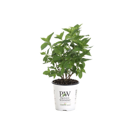 Little Lime® Panicle Hydrangea (paniculata)