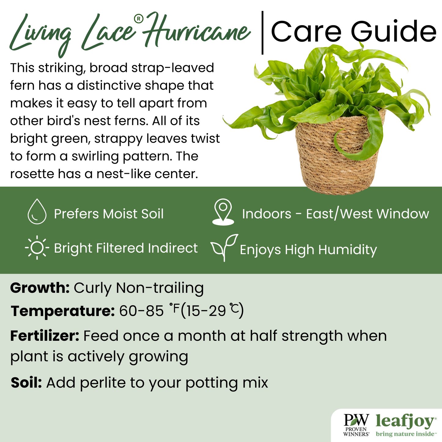 Living Lace® Hurricane - Bird's Nest Fern (Asplenium antiquum)