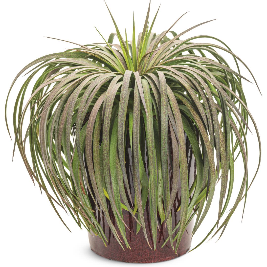 Art & Sol® 'Bad Hair Day' Mangave (hybrid)