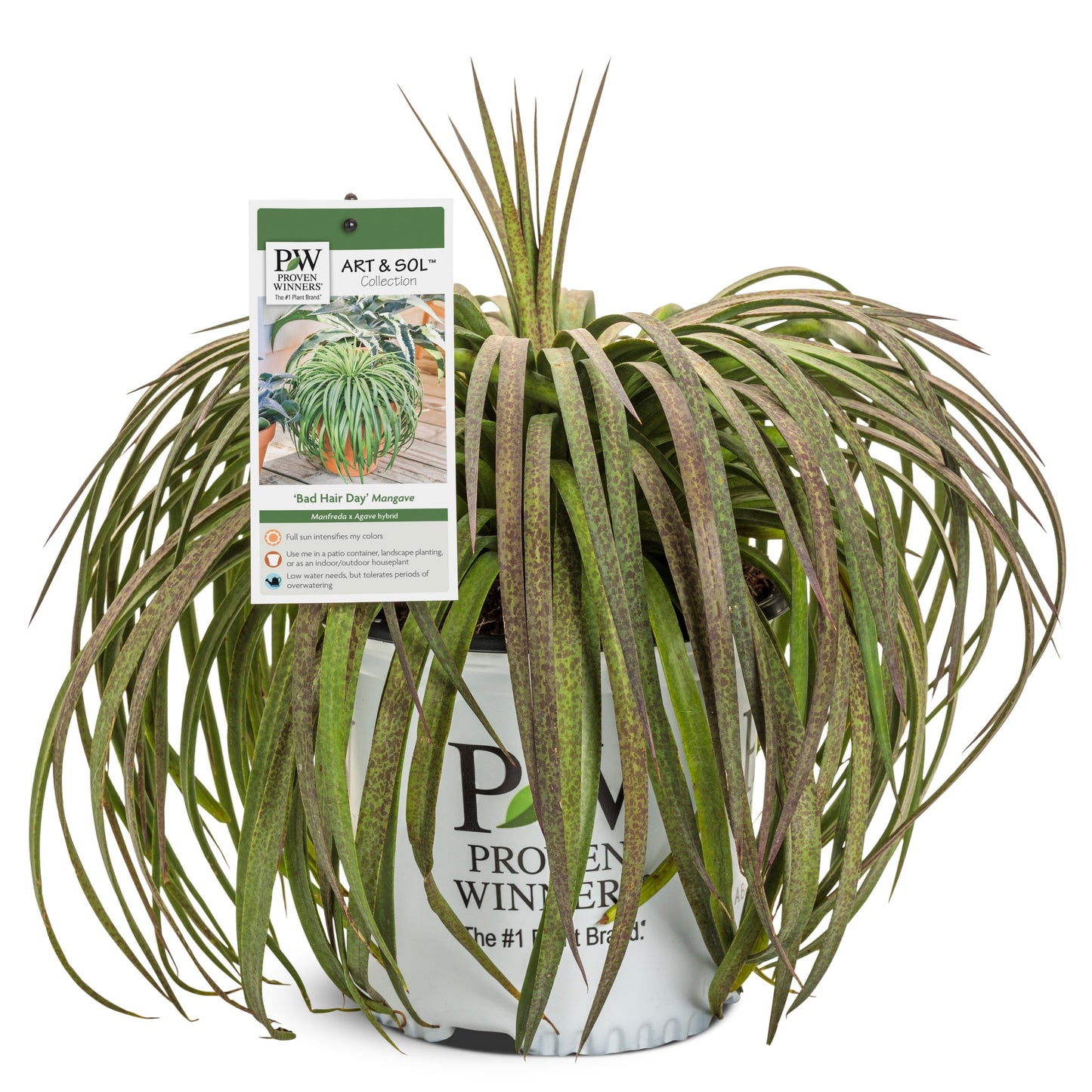 Art & Sol® 'Bad Hair Day' Mangave (hybrid)
