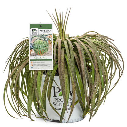 Art & Sol® 'Bad Hair Day' Mangave (hybrid)