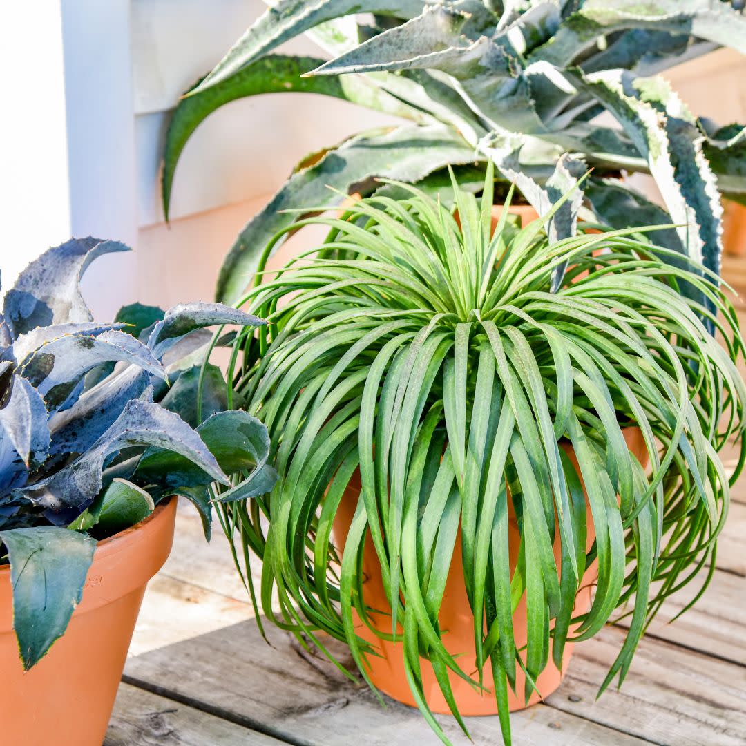 Art & Sol® 'Bad Hair Day' Mangave (hybrid)