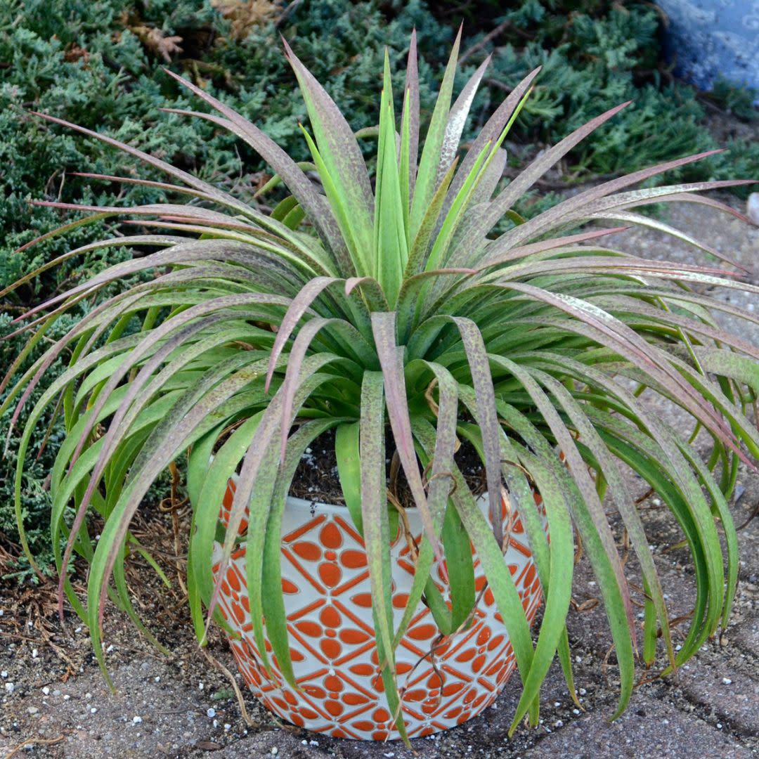 Art & Sol® 'Bad Hair Day' Mangave (hybrid)