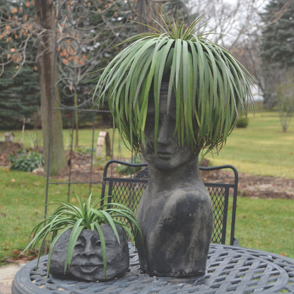 Art & Sol® 'Bad Hair Day' Mangave (hybrid)