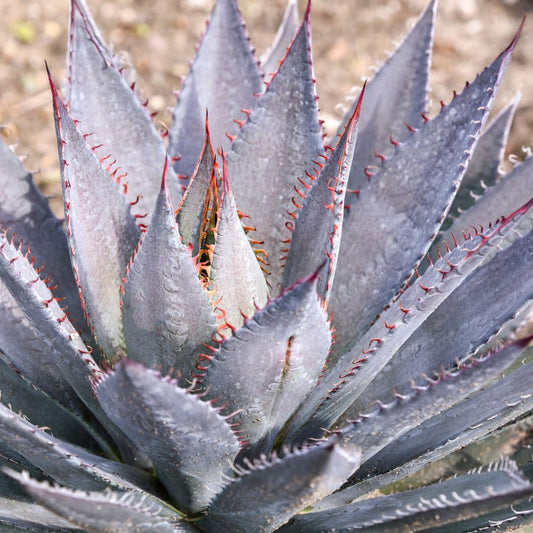 Art & Sol® 'Tooth Fairy' Mangave (hybrid)