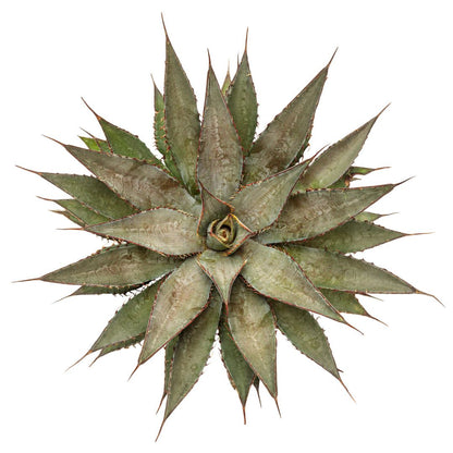 Art & Sol® 'Tooth Fairy' Mangave (hybrid)
