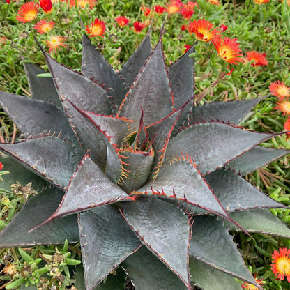 Art & Sol® 'Tooth Fairy' Mangave (hybrid)