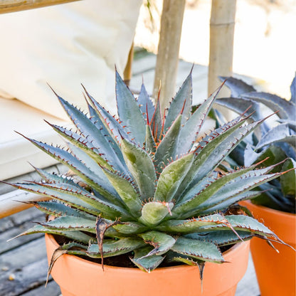 Art & Sol® 'Tooth Fairy' Mangave (hybrid)