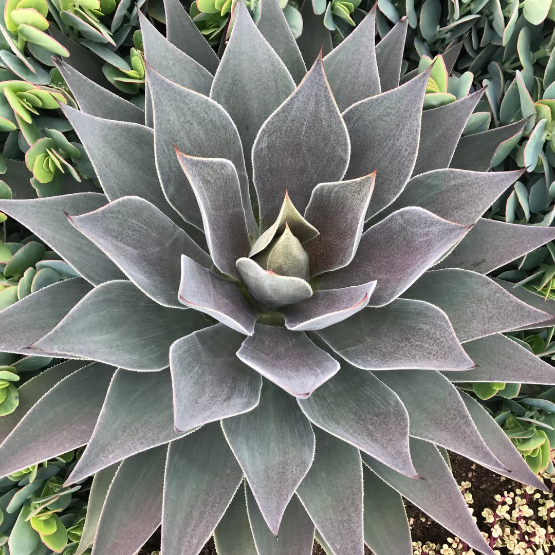 Art & Sol® 'Lavender Lady' Mangave (hybrid)