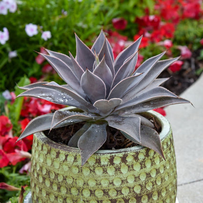 Art & Sol® 'Lavender Lady' Mangave (hybrid)