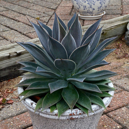 Art & Sol® 'Lavender Lady' Mangave (hybrid)