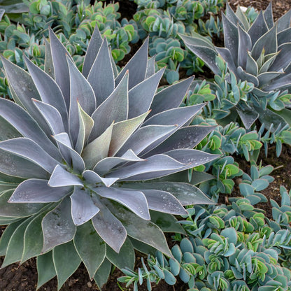 Art & Sol® 'Lavender Lady' Mangave (hybrid)