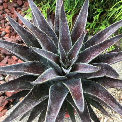 Art & Sol® 'Thunderbird' Mangave (hybrid)
