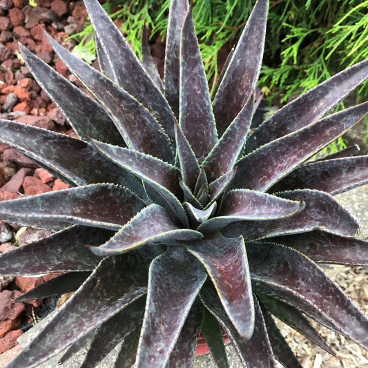 Art & Sol® 'Thunderbird' Mangave (hybrid)