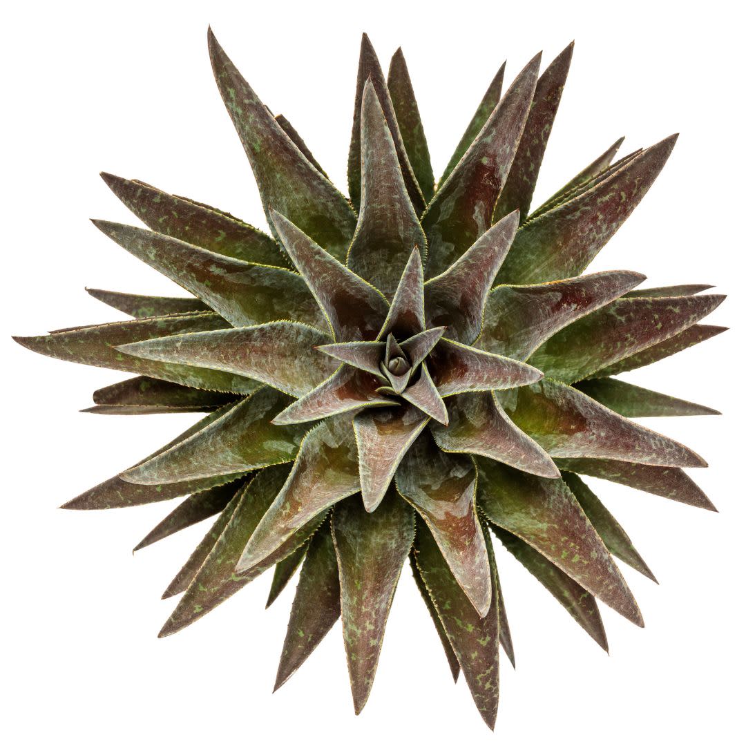 Art & Sol® 'Thunderbird' Mangave (hybrid)