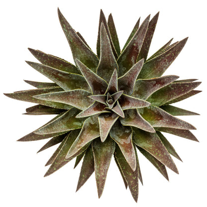 Art & Sol® 'Thunderbird' Mangave (hybrid)