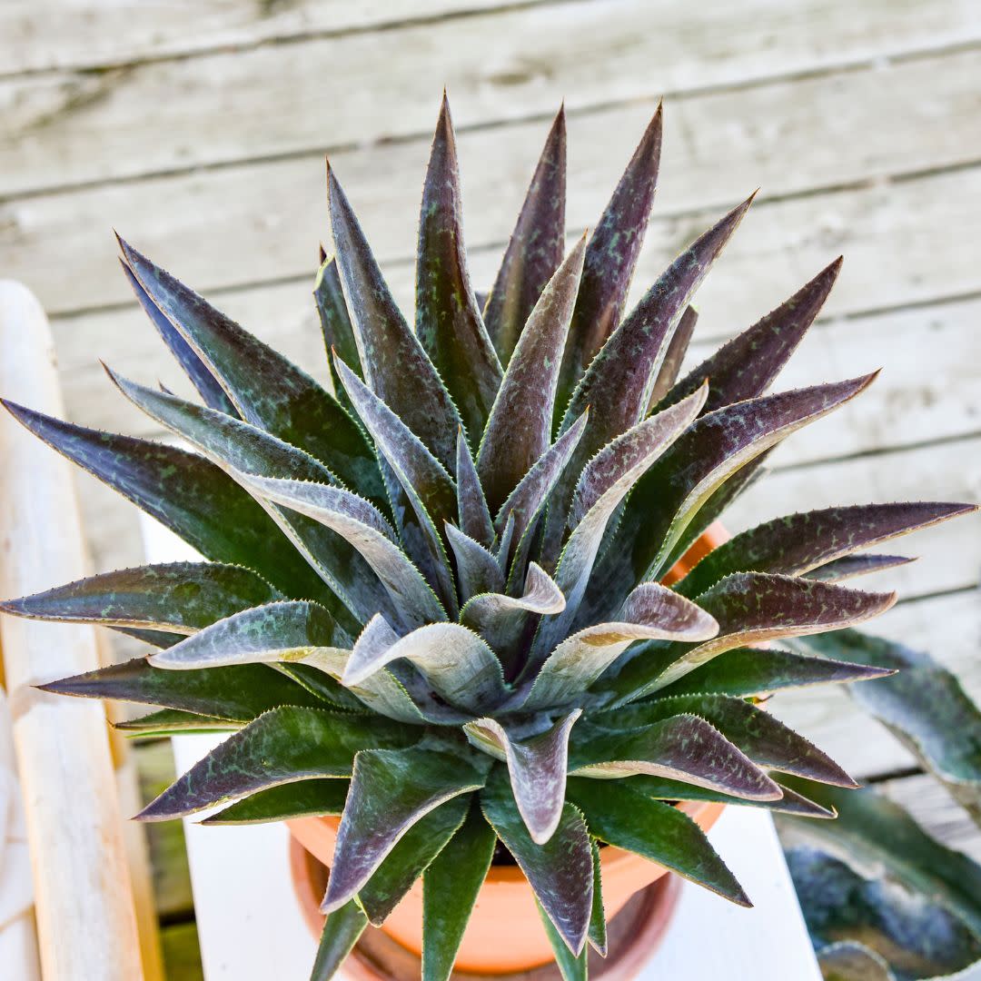 Art & Sol® 'Thunderbird' Mangave (hybrid)