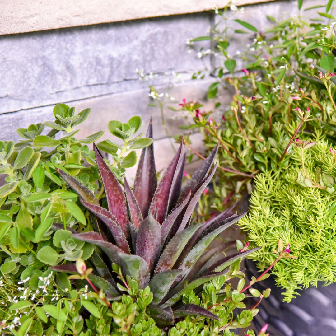 Art & Sol® 'Thunderbird' Mangave (hybrid)