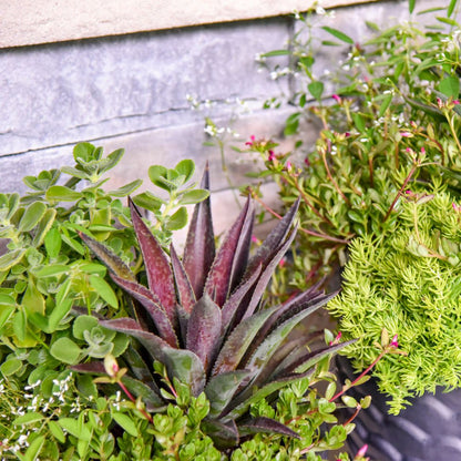 Art & Sol® 'Thunderbird' Mangave (hybrid)