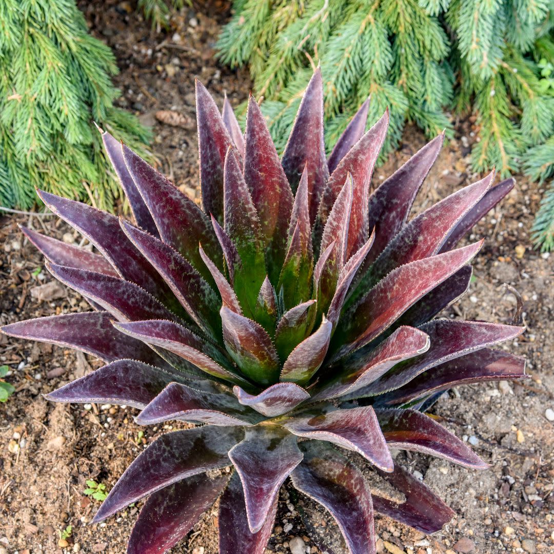 Art & Sol® 'Thunderbird' Mangave (hybrid)
