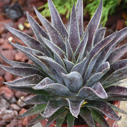 Art & Sol® 'Thunderbird' Mangave (hybrid)