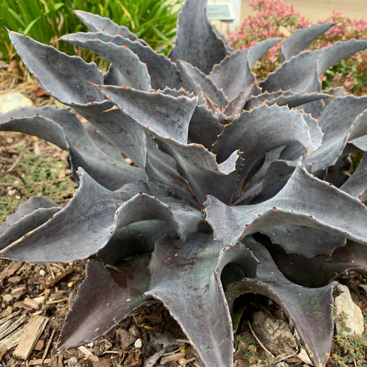 Art & Sol® 'Night Owl' Mangave (hybrid)