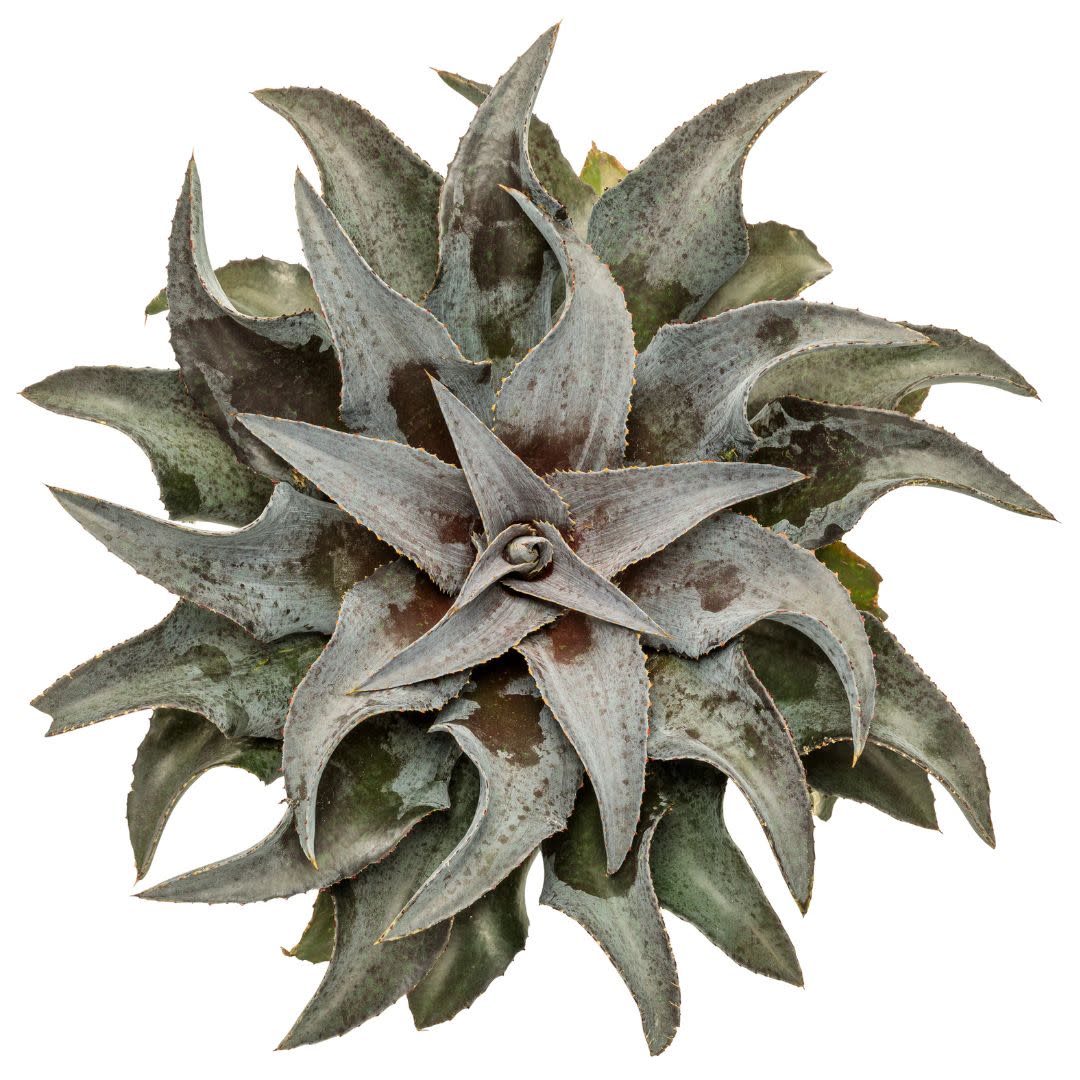 Art & Sol® 'Night Owl' Mangave (hybrid)
