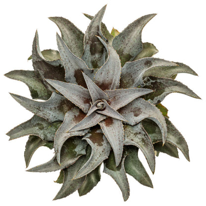 Art & Sol® 'Night Owl' Mangave (hybrid)
