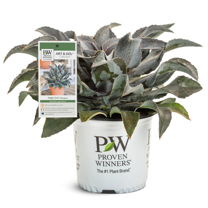 Art & Sol® 'Night Owl' Mangave (hybrid)