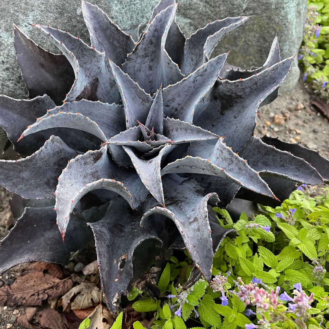Art & Sol® 'Night Owl' Mangave (hybrid)