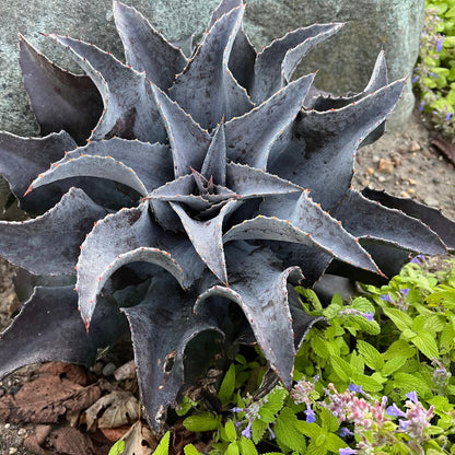 Art & Sol™ 'Night Owl' Mangave (hybrid) | Proven Winners® New Variety 2025