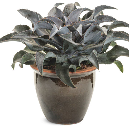Art & Sol® 'Night Owl' Mangave (hybrid)