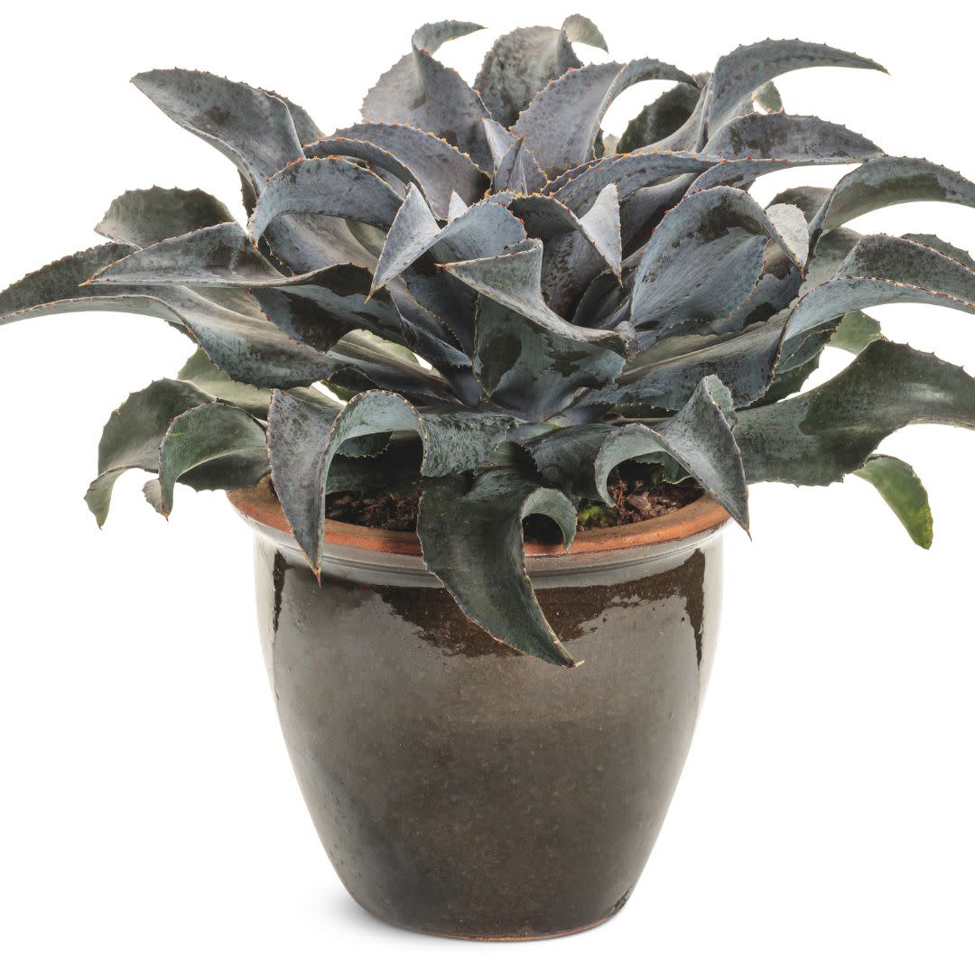 Art & Sol™ 'Night Owl' Mangave (hybrid) | Proven Winners® New Variety 2025