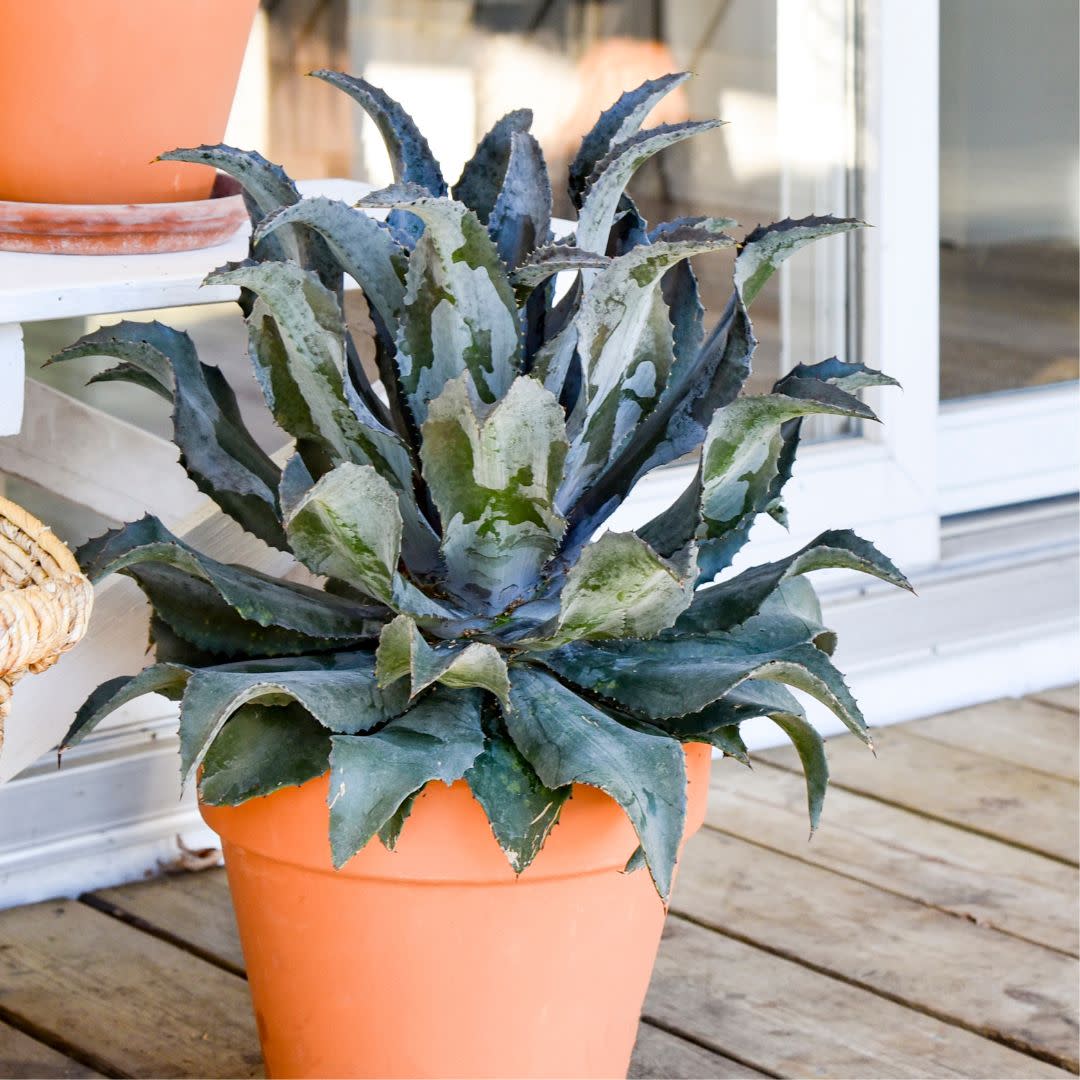 Art & Sol® 'Night Owl' Mangave (hybrid)